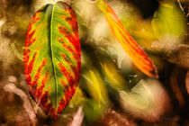 Farbentanz im Herbst von Nicc Koch