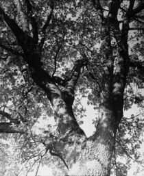 The Tree von dsl-photografie
