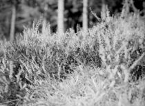 The Grass by dsl-photografie