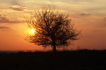 Baum im Sonnenuntergang von hr1000