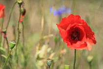 Red poppy in the field by Johannes Singler