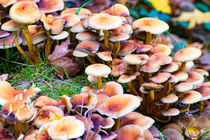 Pilze im Wald von mnfotografie