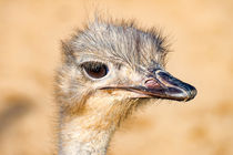 Afrikanischer Vogel Strauß im Profil by mnfotografie