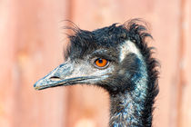 Portrait von einem Emu by mnfotografie