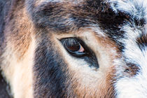 Das Auge vom Esel by mnfotografie