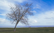 solitary tree by Lucas  Queiroz
