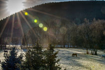 Winterlandschaft mit Pferden by mnfotografie