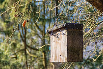 Vogelhaus im Wald by mnfotografie