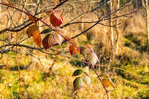 Bunte Blätter am Busch von mnfotografie