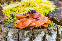 Pilze an einem Baumstamm by mnfotografie