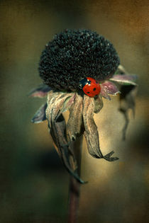 Last Ladybug by Andreas Hoops