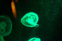 Ohrenqualle unter Wasser von mnfotografie