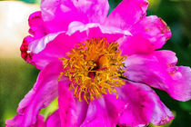 Große rosarote Blüte von mnfotografie