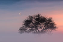 Tree in the fog by Andreas Hoops