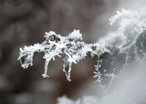 Frost on leaf by Photo-Art Gabi Lahl