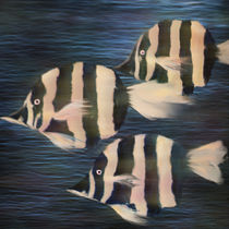 Zebrafish - Zebrafische von Chris Berger