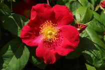 Rote Rose mit 5 Blütenblättern by Sabine Radtke