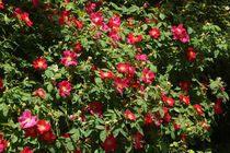 Rosenbusch, rosebush von Sabine Radtke