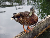 Female Mallard Duck Portrait by Rod Johnson