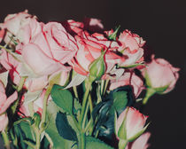 Roses von Andrei Grigorev