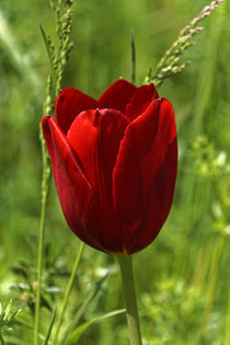 red tulip by alphashooter