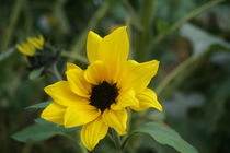 sunflower von alphashooter
