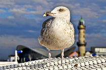 Magic Seagull on the Baltic Sea von captainsilva
