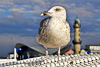 Magic-seagull-on-the-baltic-sea