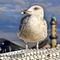 Magic-seagull-on-the-baltic-sea