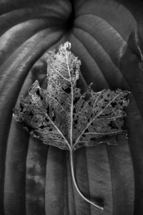 Leaf Variations by James Aiken