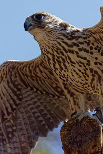 saker falcon by alphashooter