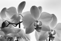 Orchideen und Gegenlicht by Juergen Neher