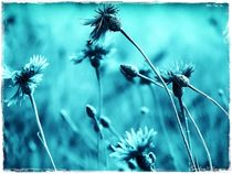 Wild Cornflowers by Sandra  Vollmann