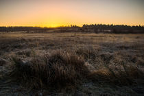 Sonnenaufgang in der Wahner Heide von Frank Landsberg