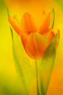 Tulpen wie gemalt by Andreas Hoops