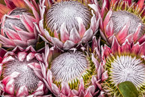 Koenigs Protea, Protea cynaroides, Südafrika by Dieter  Meyer