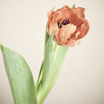 Tulpe von sven-fuchs-fotografie