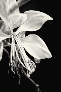 Garten Orchidee - Garden orchid by fotoabsolutart
