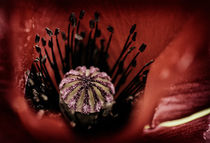 Klatschmohn -  Poppy von fotoabsolutart