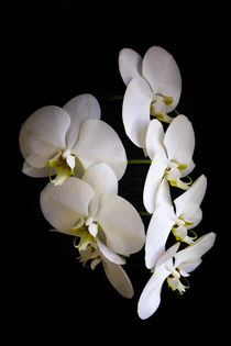 Orchidee weiß - Orchid white von fotoabsolutart