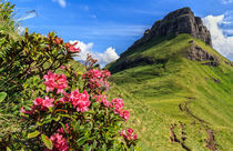 rhododendron flowers in Dolomites by Antonio Scarpi