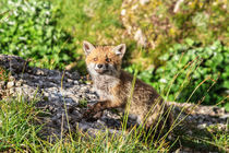 Red Fox cub von Antonio Scarpi