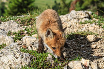 Red Fox baby by Antonio Scarpi