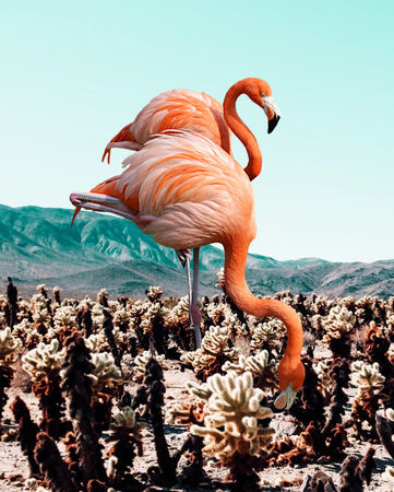 Flamingo-desert-main