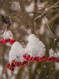 Snowberries - Schneebeeren von Chris Berger