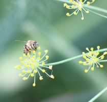 Bee and the Fennel by Raquel Cáceres Melo