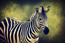 Zebra von AD DESIGN Photo + PhotoArt