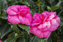 Japanische Kamelie 'Debbie' rosa - Camellia japonica 'Debbie' rosa by Dieter  Meyer