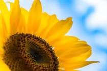 Sonnenblume by mnfotografie