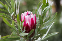 Kalkstein Zuckerbusch - Protea obtusifolia - Südafrika by Dieter  Meyer